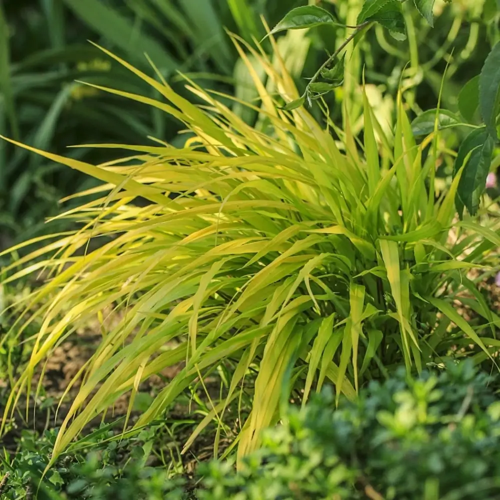 all_gold_japanese_forest_grass_hakonechloa_macra_all_gold_plant_by_number