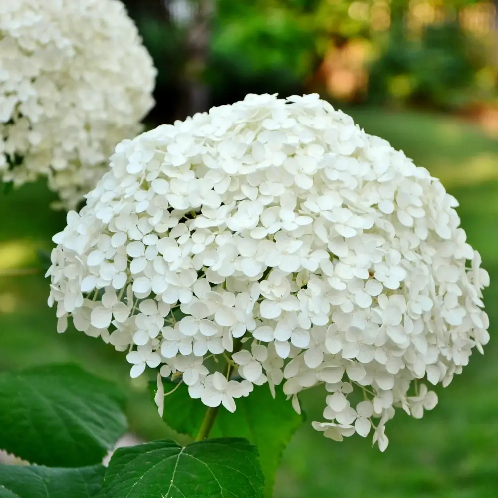 white_hydrangeas_annabelle_hydrangea_hydrangea_arborescens_annabelle_plant_by_number
