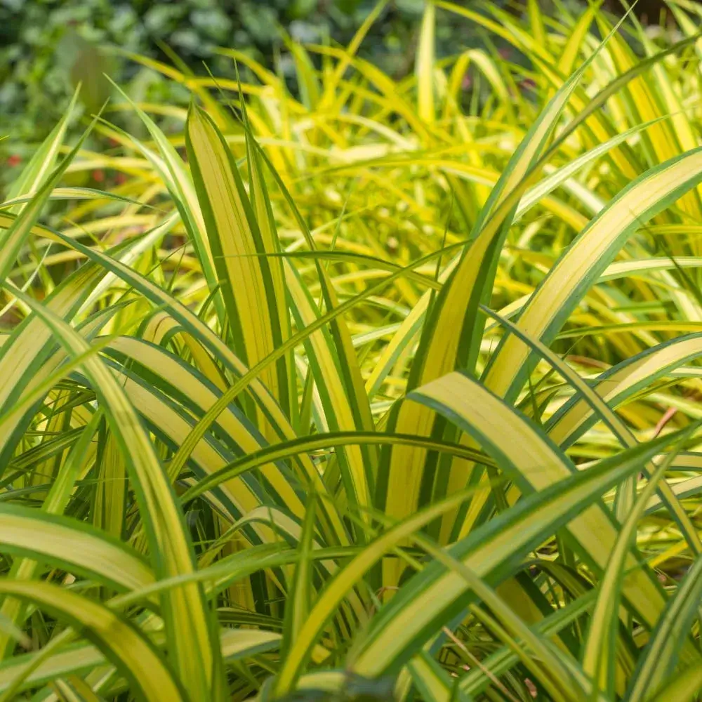 banana_boat_sedge_carex_siderosticha_banana_boat_plant_by_number