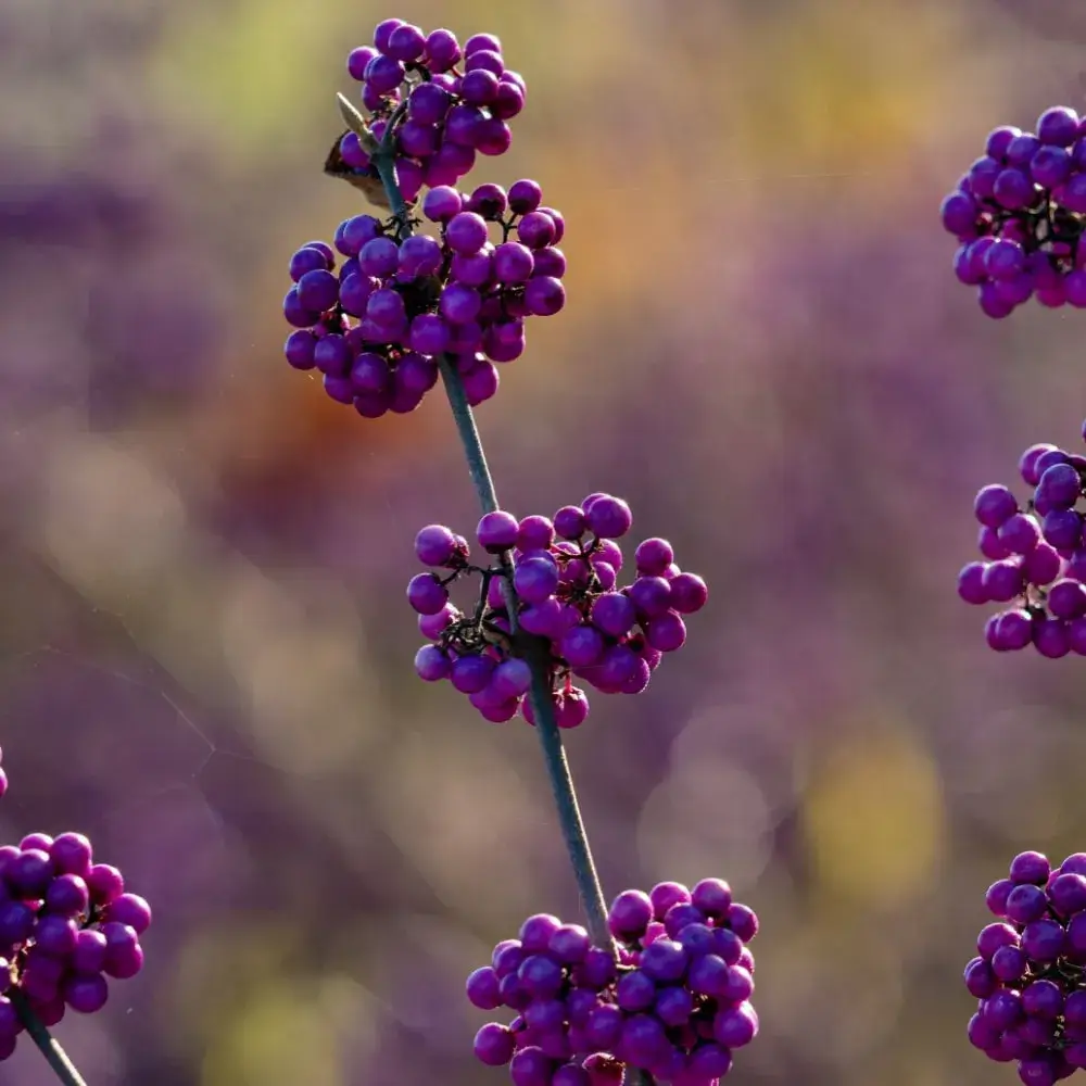 purple_shrubs_beautyberry_callicarpa_americana_plant_by_number