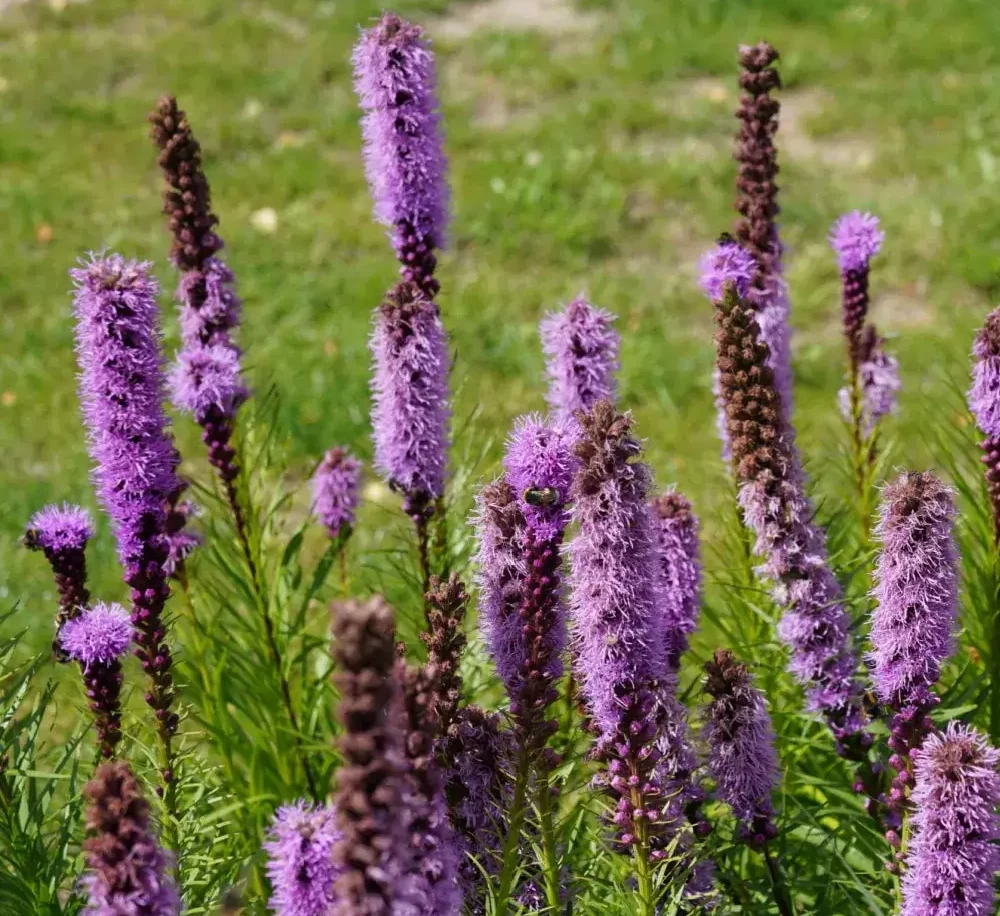 purple_flowers_blazing_star_liatris_spicata_blazing_star_plant_by_number