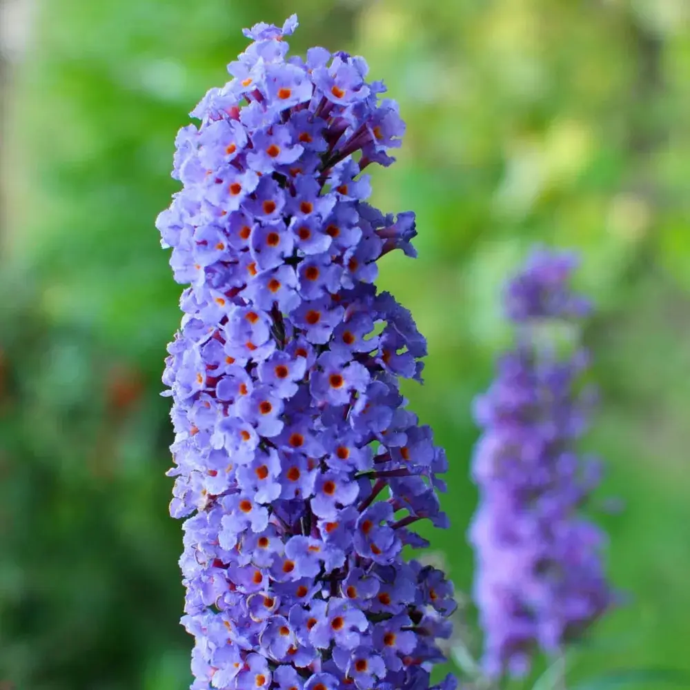 blue_shrubs_all_the_blues_butterfly_bush_buddleia_x_buzz_sky_blue_plant_by_number