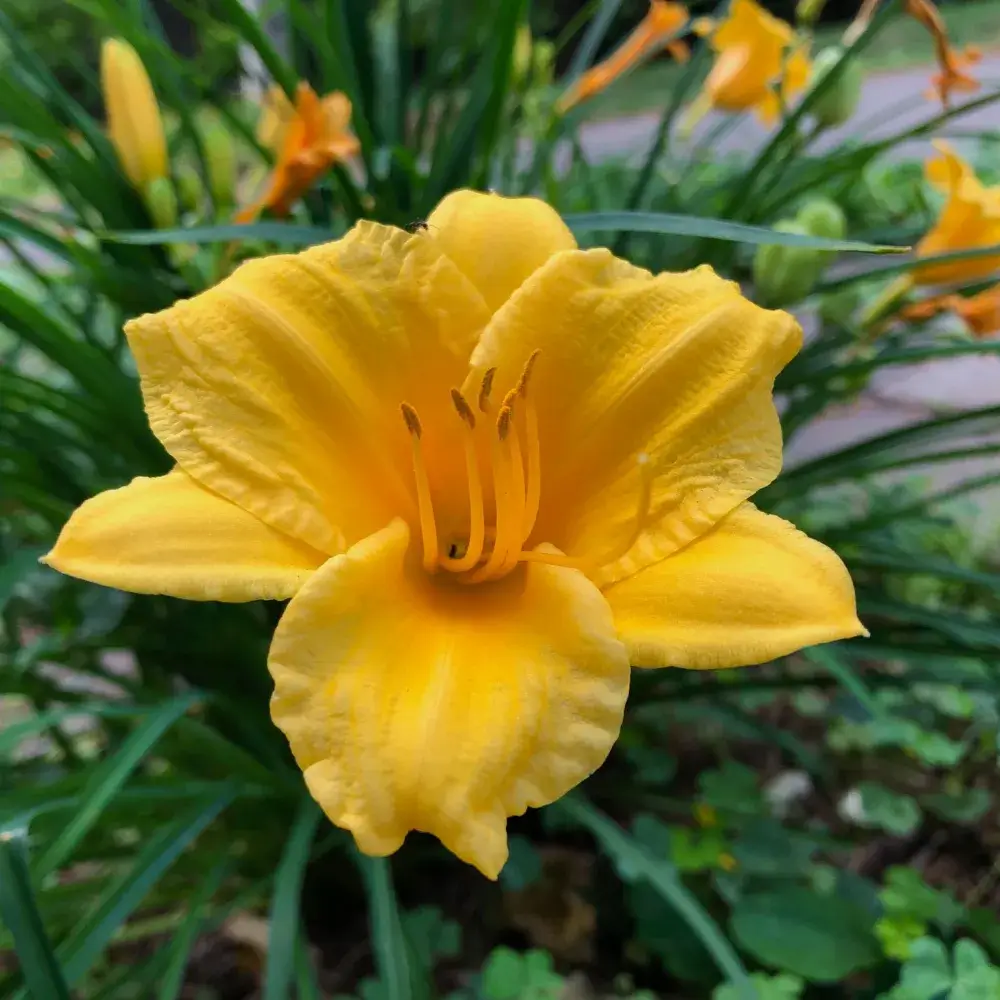 yellow_flowers_buttered_popcorn_daylily_hemerocallis_buttered_popcorn_plant_by_number