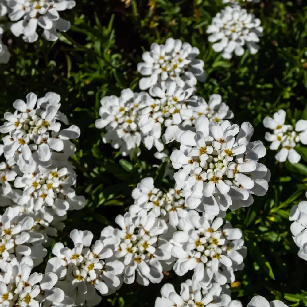 white_flowers_candytuft_iberis_sempervirens_plant_by_number