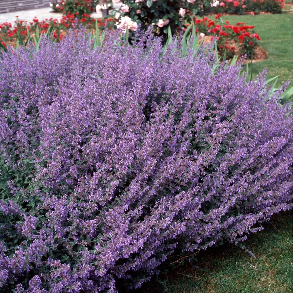 purple_flowers_cats_pajamas_catmint_nepeta_x_faassenii_cats_pajamas_plant_by_number