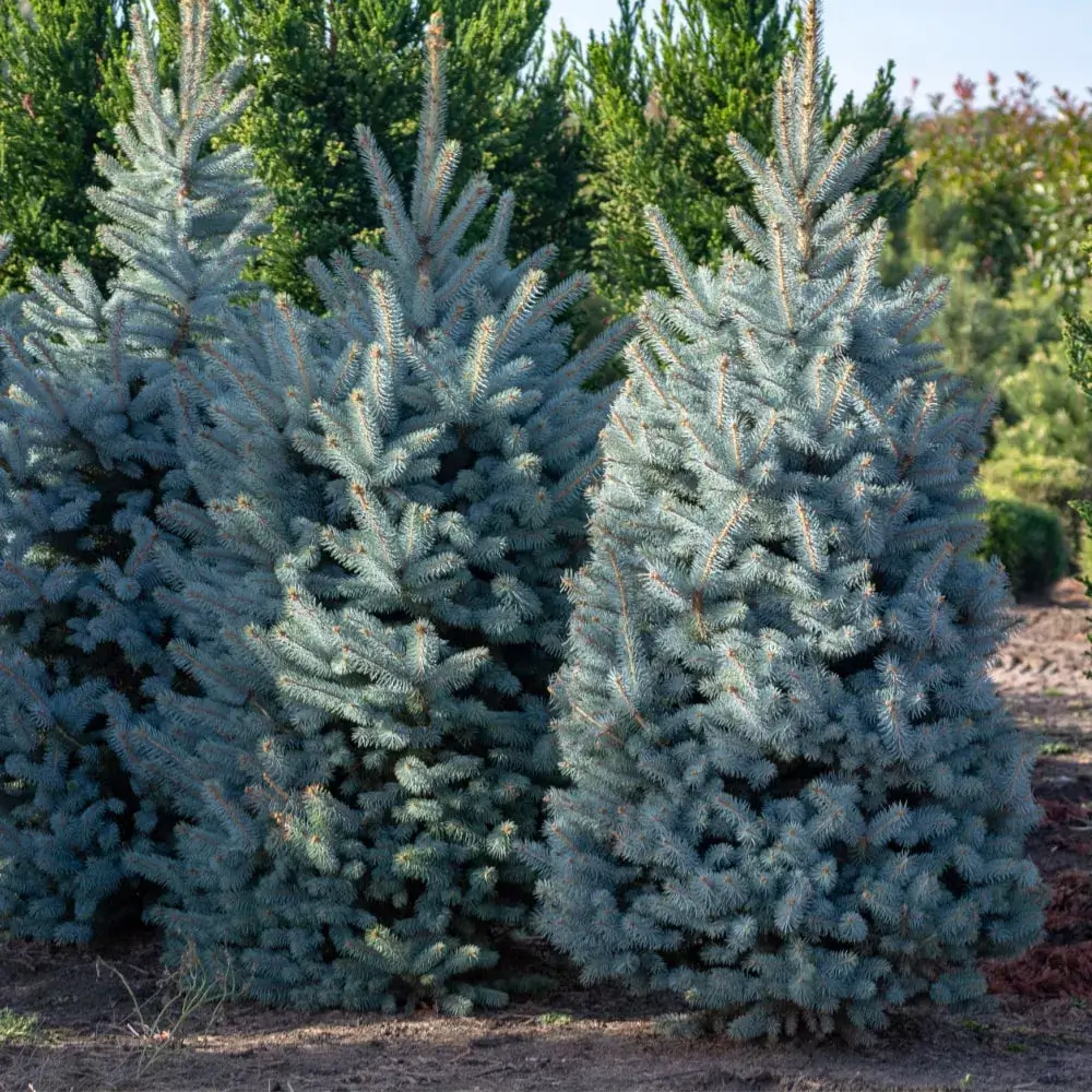 blue_trees_columnar_blue_spruce_picea_pungens_varglauca_fastigiata_plant_by_number