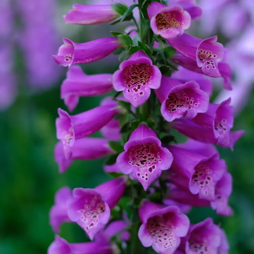 purple_flowers_dalmatian_purple_foxglove_digitalis_purpurea_dalmatian_purple_plant_by_number