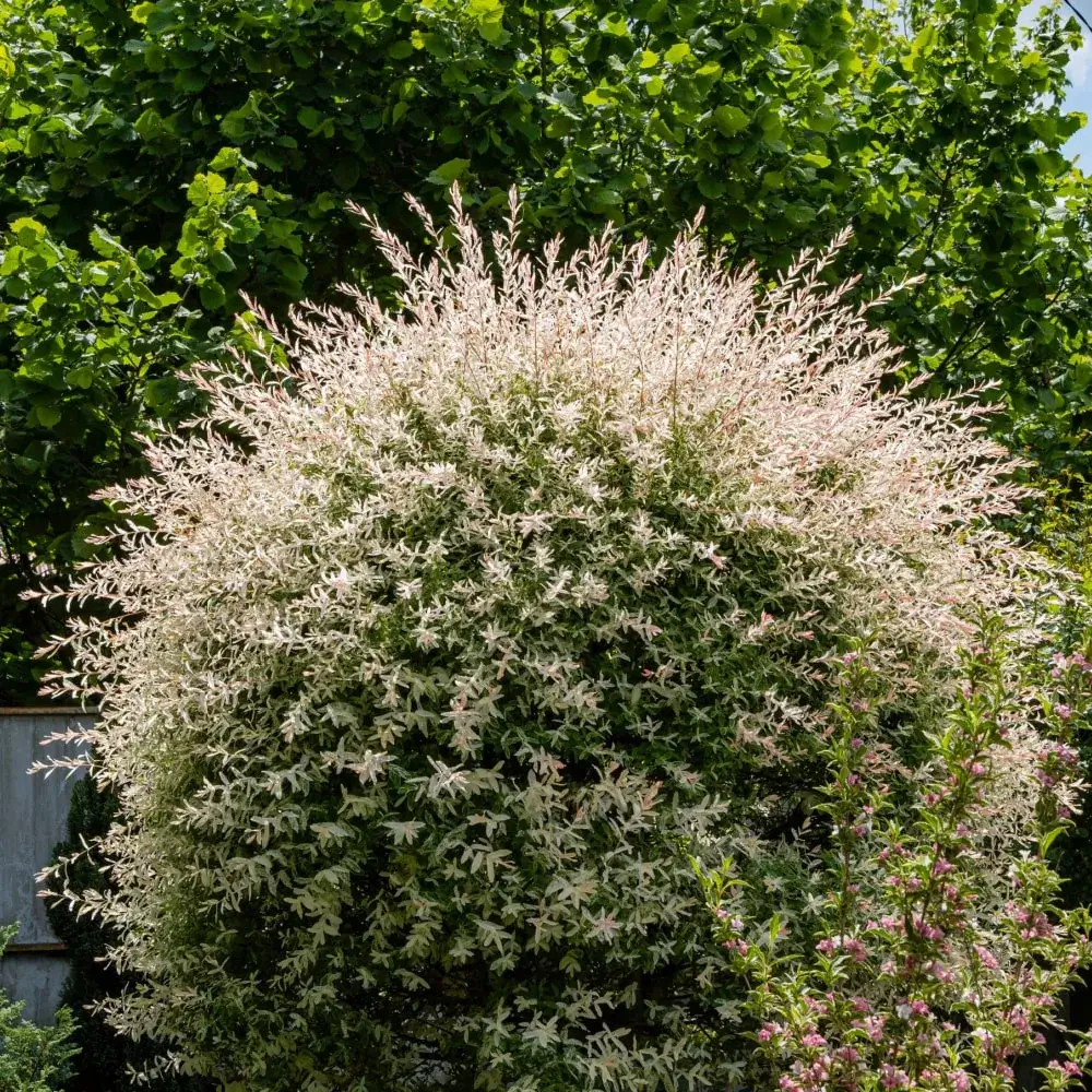 white_trees_dappled_willow_salix_integra_hakuro_nishiki_plant_by_number