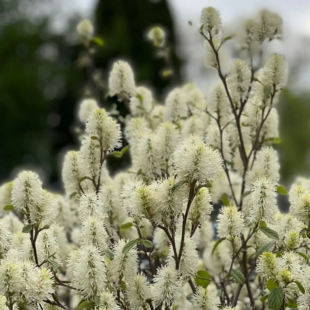 white_shrubs_dwarf_fothergilla_fothergilla_gardenii_plant_by_number