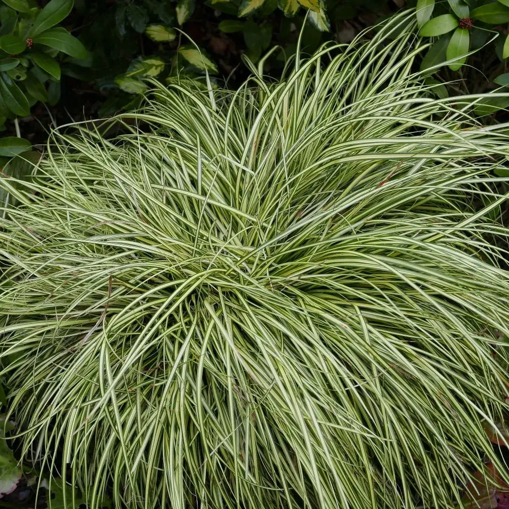 plant_by_number_evercolor_everglow_carex
