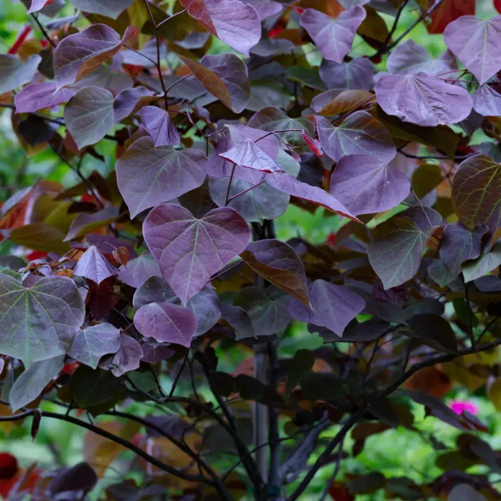 purple_trees_forest_pansy_redbud_cercis_canadensis_forest_pansy_plant_by_number