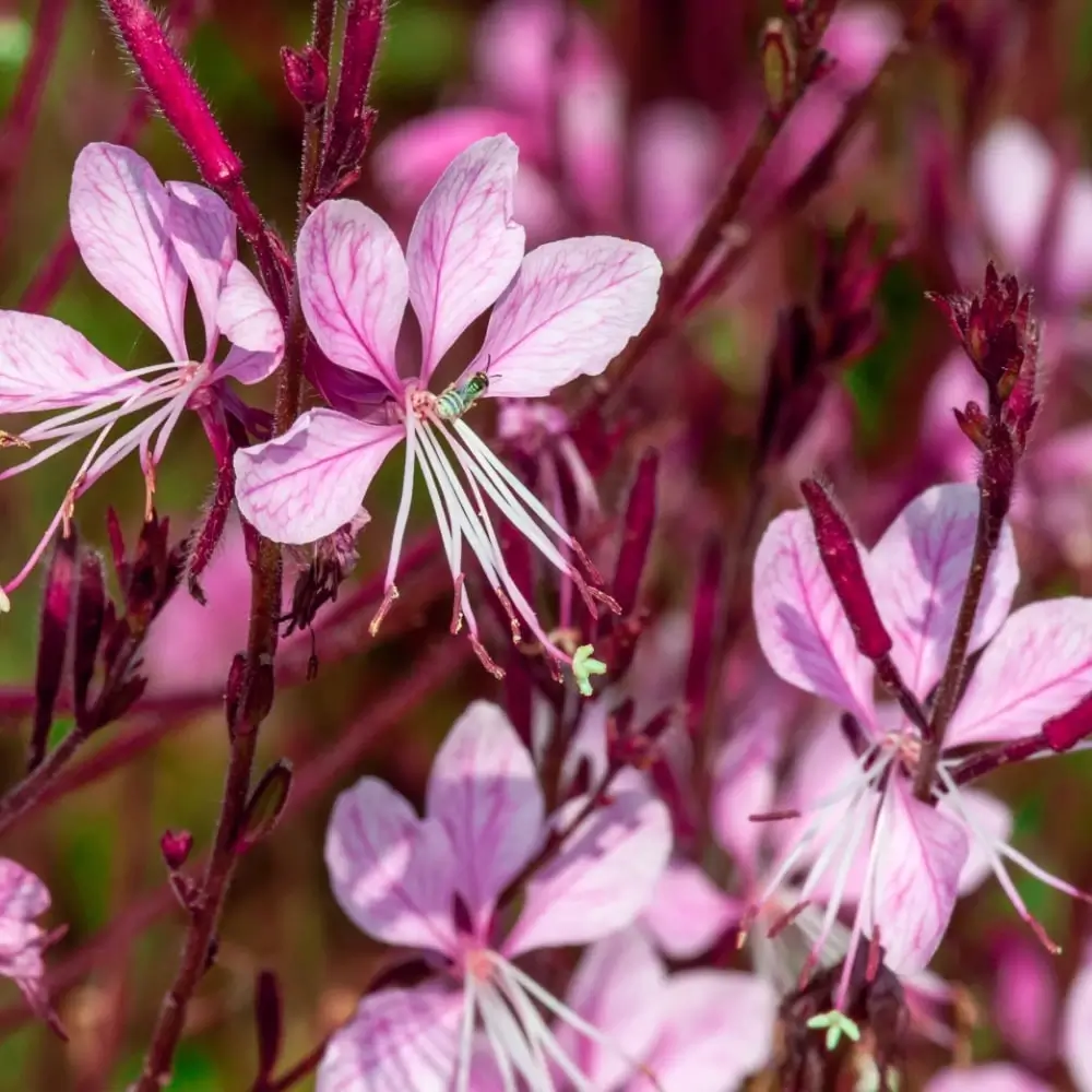 pink_flowers_gaura_karalee_petite_pink_gaura_lindheimeri_karalee_petite_pink_plant_by_number