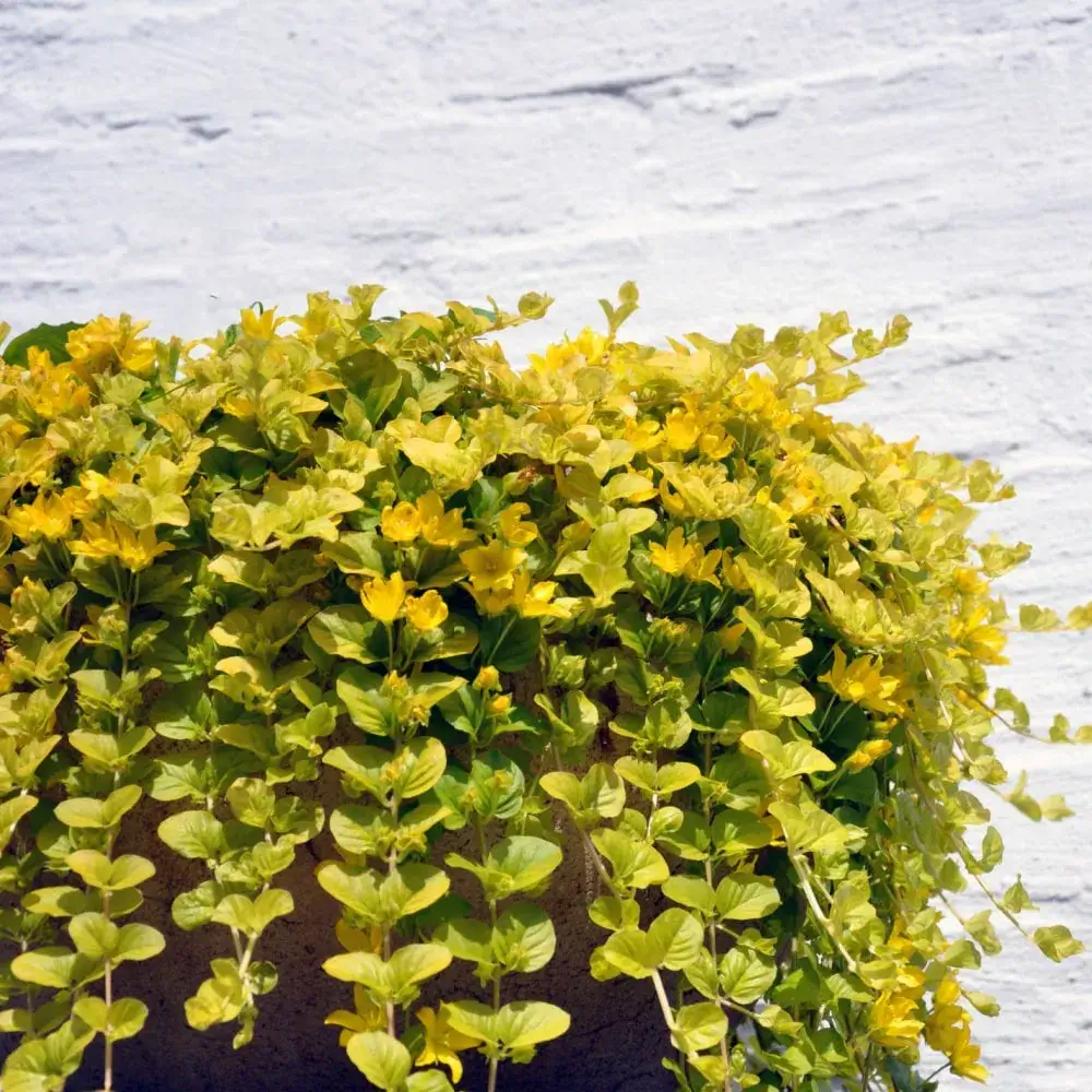 yellow_flowers_creeping_jenny_lysimachia_nummularia_plant_by_number
