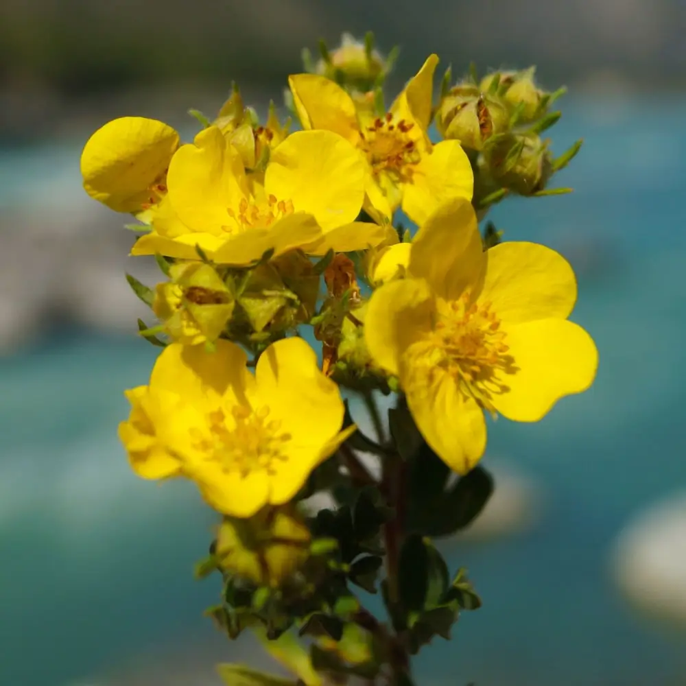 yellow_shrubs_goldfinger_potentilla_potentilla_fruticosa_goldfinger_plant_by_number