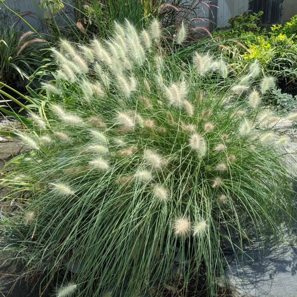 short_grasses_little_bunny_fountain_grass_pennisetum_alopecuroides_little_bunny_plant_by_number