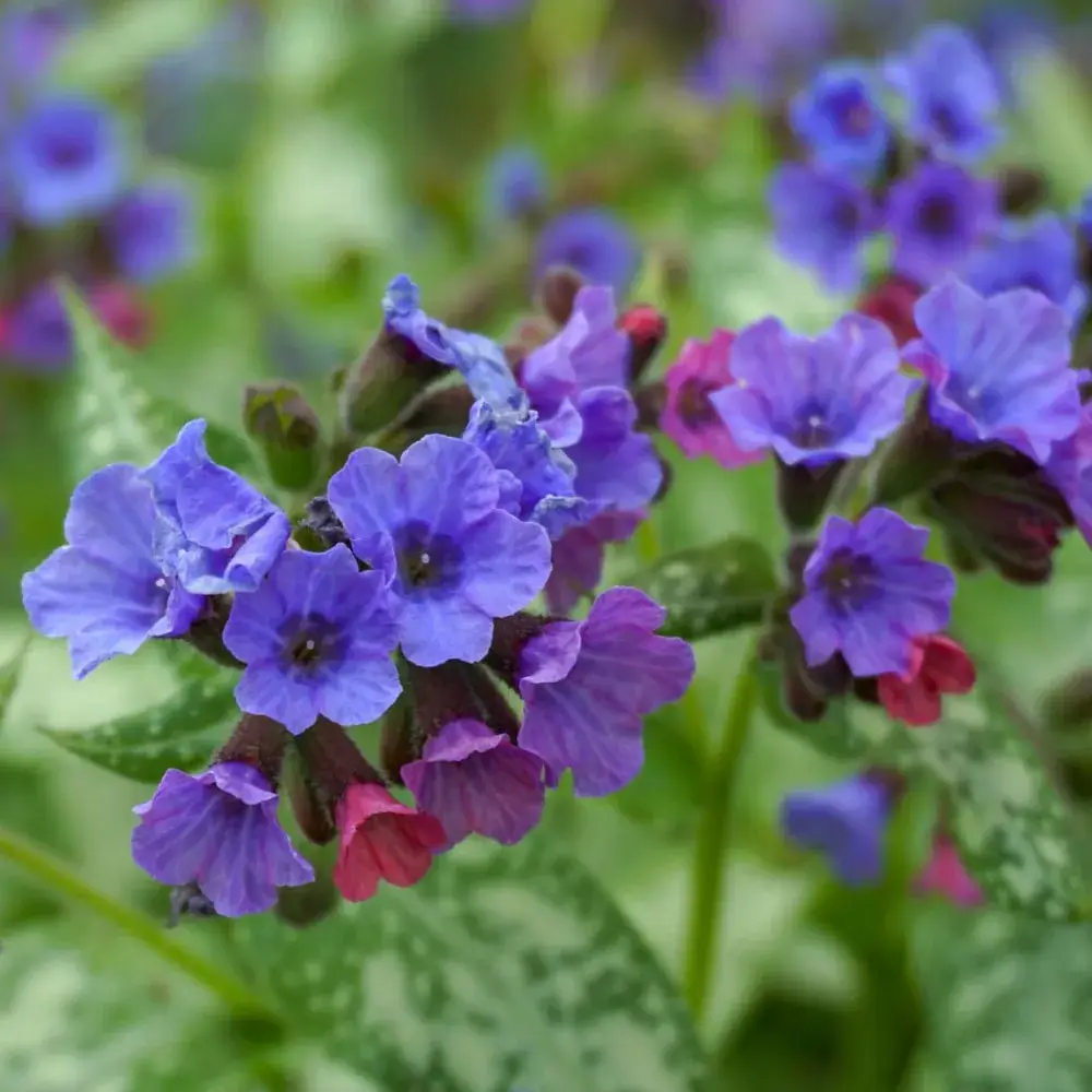 pink_flowers_lungwort_pulmonaria_plant_by_number