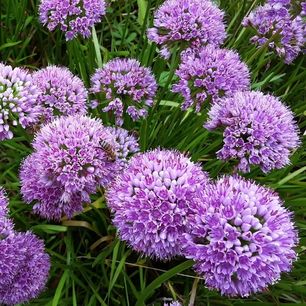 purple_glowers_allium_millenium_ornamental_onion_allium_millenium_plant_by_number