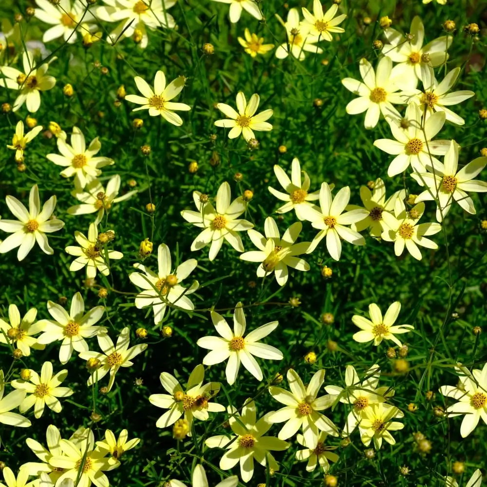 yellow_flowers_moonbeam_coreopsis_coreopsis_verticillata_moonbeam_plant_by_number