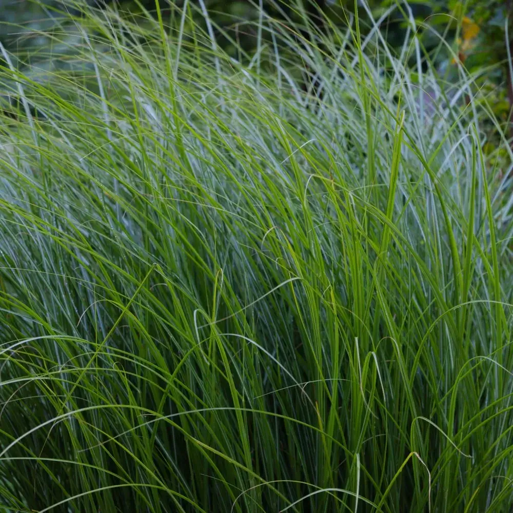 decorative_grasses_morning_light_maiden_grass_miscanthus_sinensis_morning_light_plant_by_number