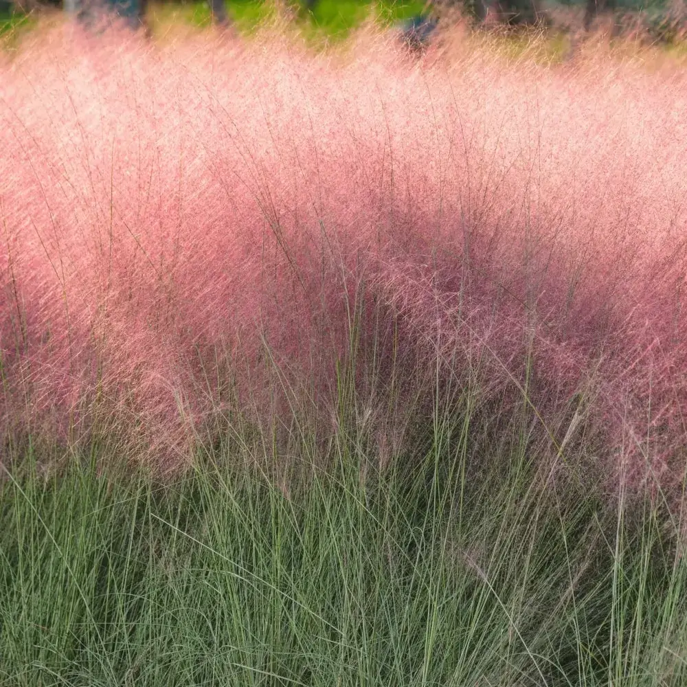 decorative_grasses_pink_muhly_grass_muhlenbergia_capillaris_pink_cloud_plant_by_number
