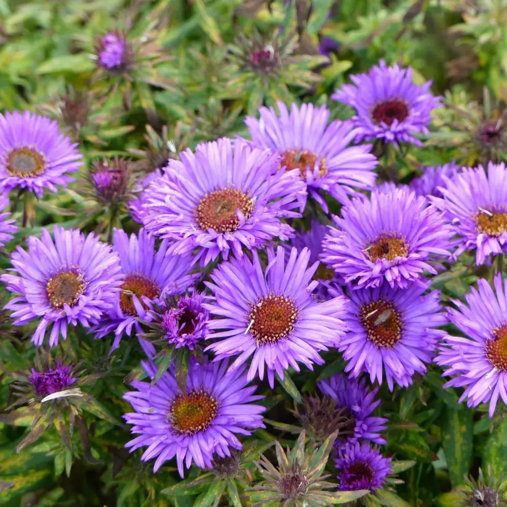 Purple Dome Aster