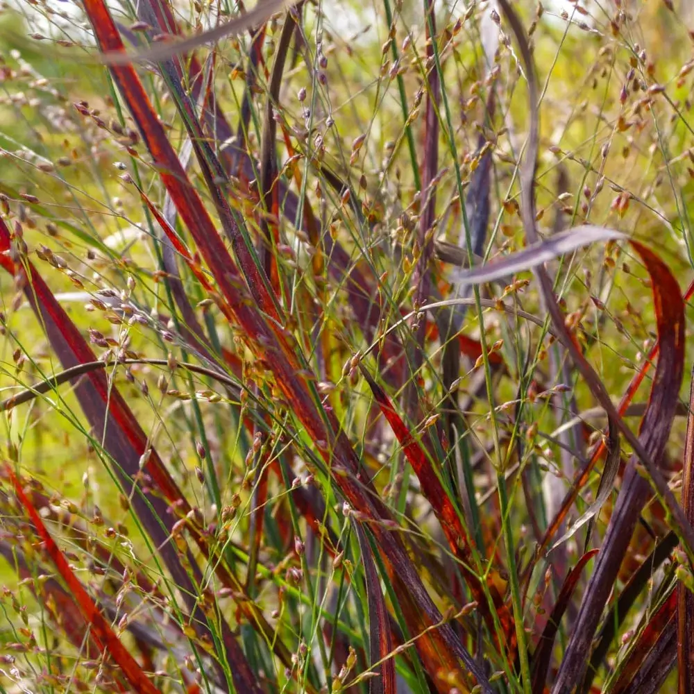 decorative_grasses_red_rays_switchgrass_panicum_virgatum_red_rays_plant_by_number