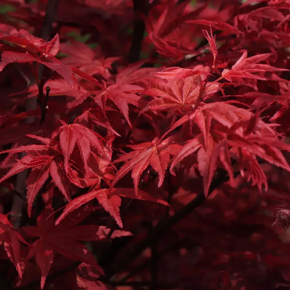 plant_by_number_red_sentinel_japanese_maple