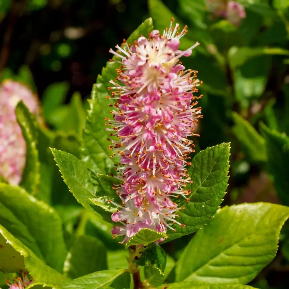 pink_flowers_ruby_spice_summersweet_clethra_alnifolia_ruby_spice_plant_by_number