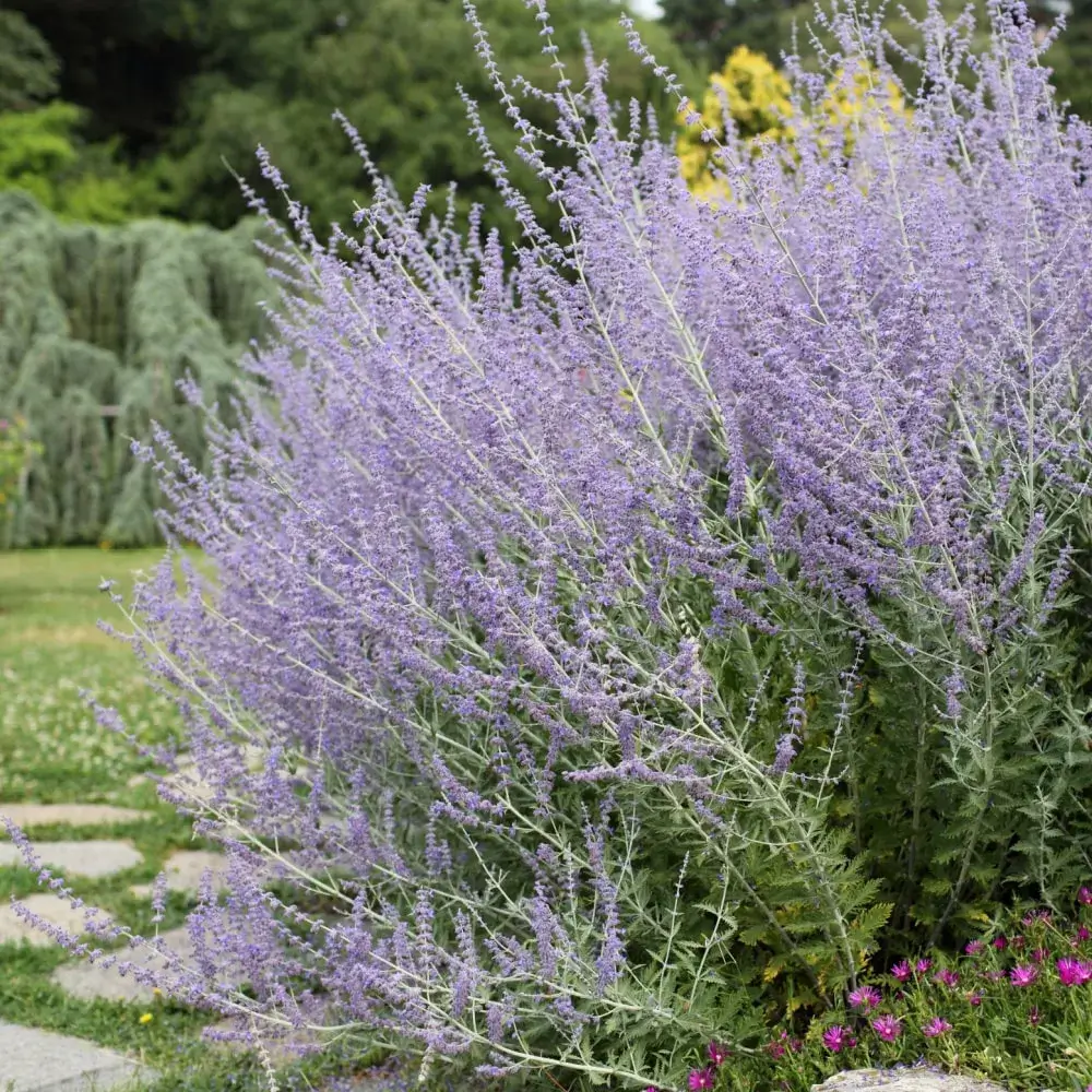 purple_shrubs_russian_sage_perovskia_atriplicifolia_plant_by_number