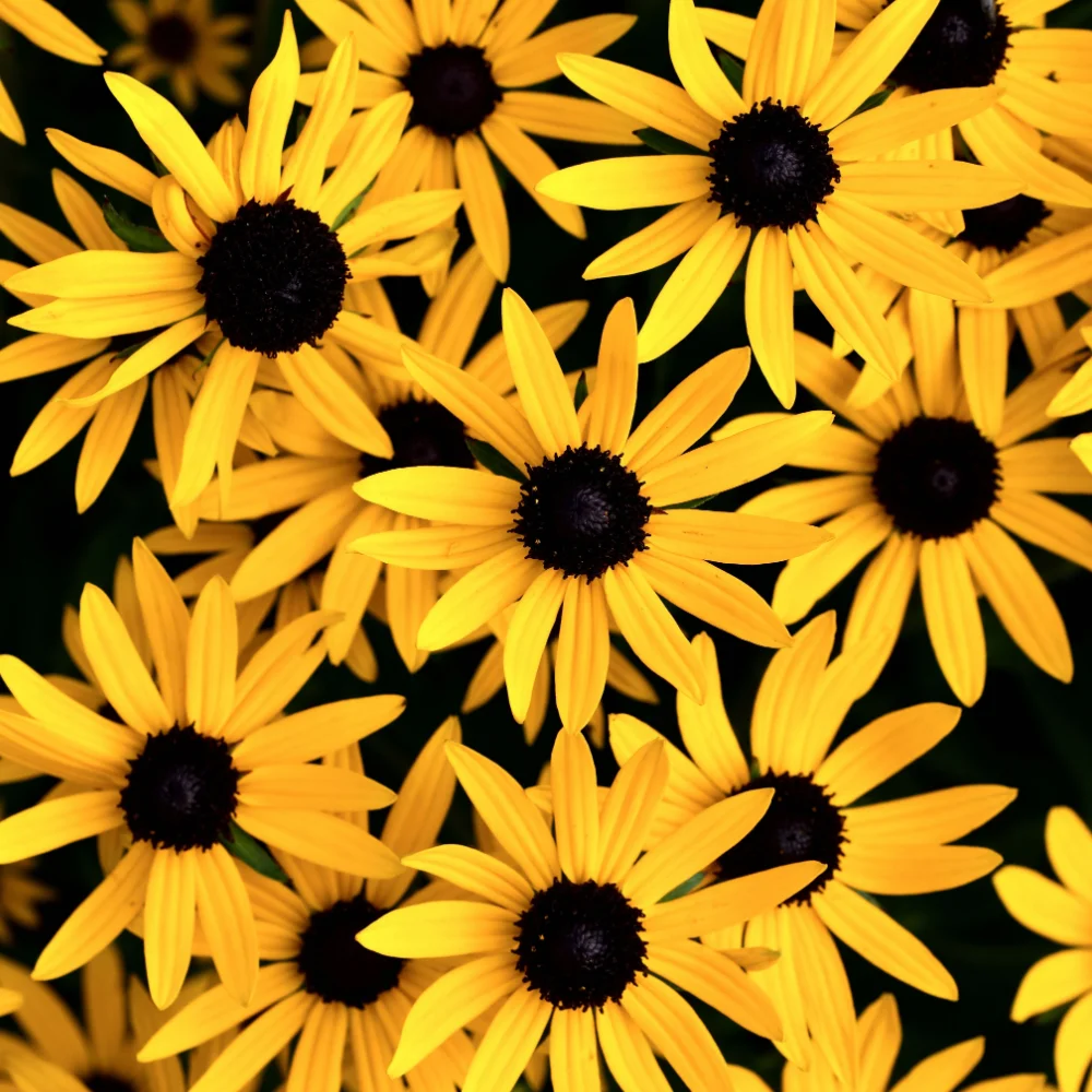 Little Goldstar Black Eyed Susan - Rudbeckia 'Little Goldstar' | Plant ...