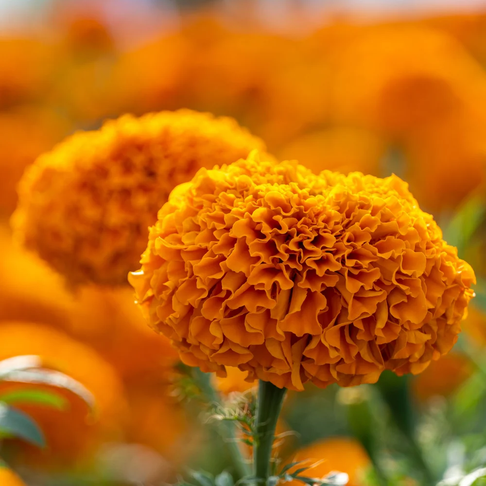 orange_flowers_deep_orange_marigold_tagetes_erecta_plant_by_number