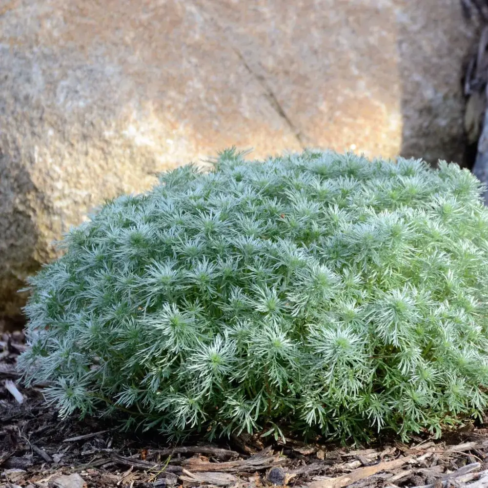 white_shrubs_silver_mound_artemisia_artemisia_schmidtiana_ilver_mound_plant_by_number