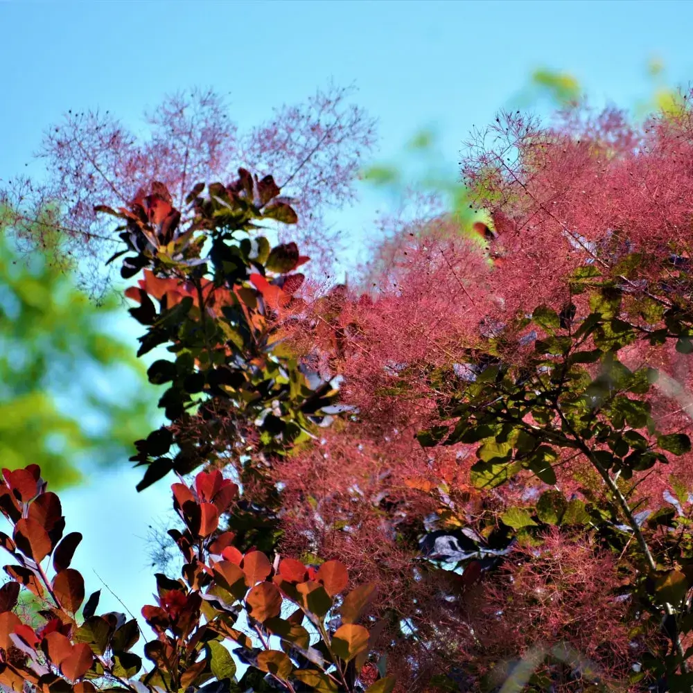 purple_trees_smoke_tree_cotinus_coggygria_plant_by_number