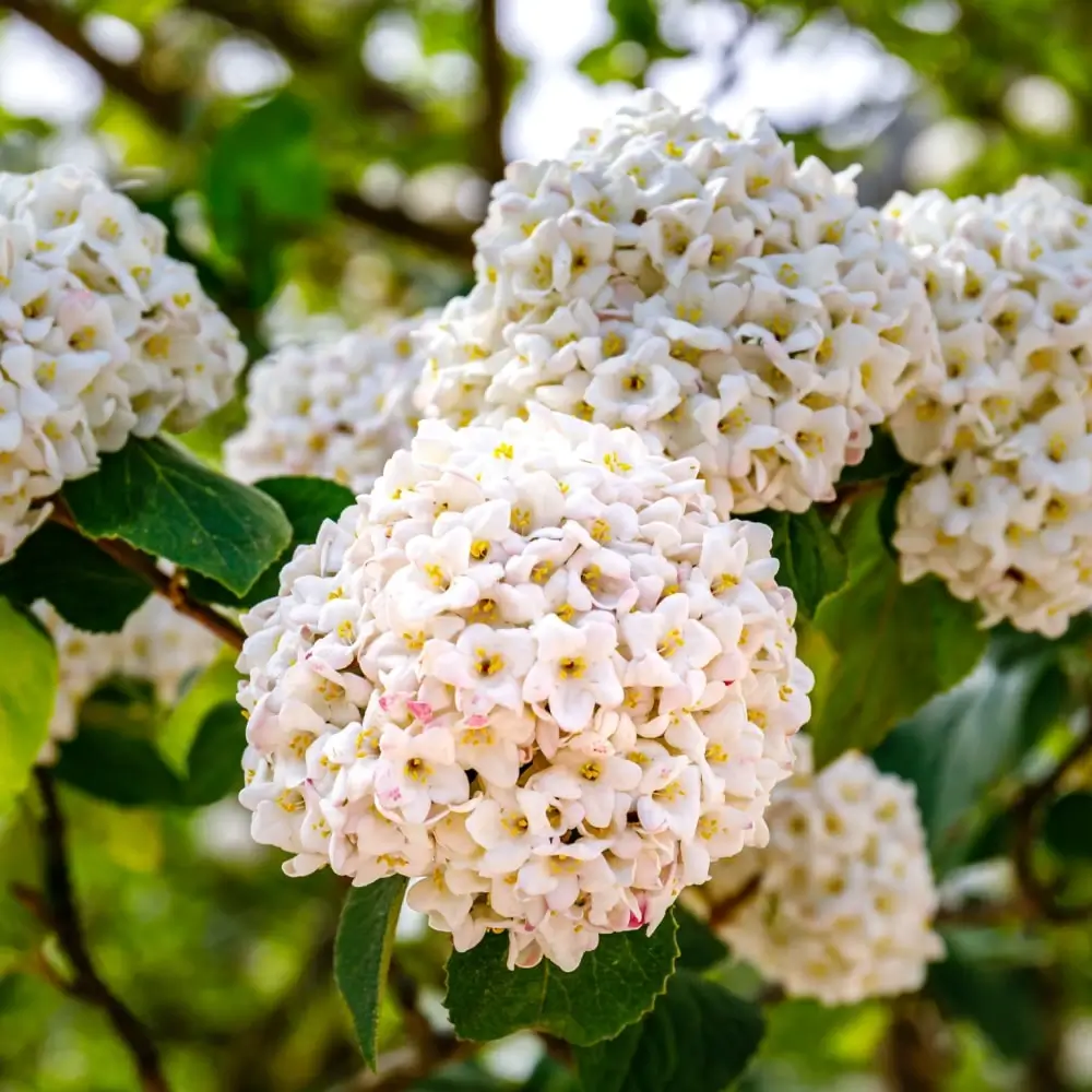 Spice Baby Viburnum