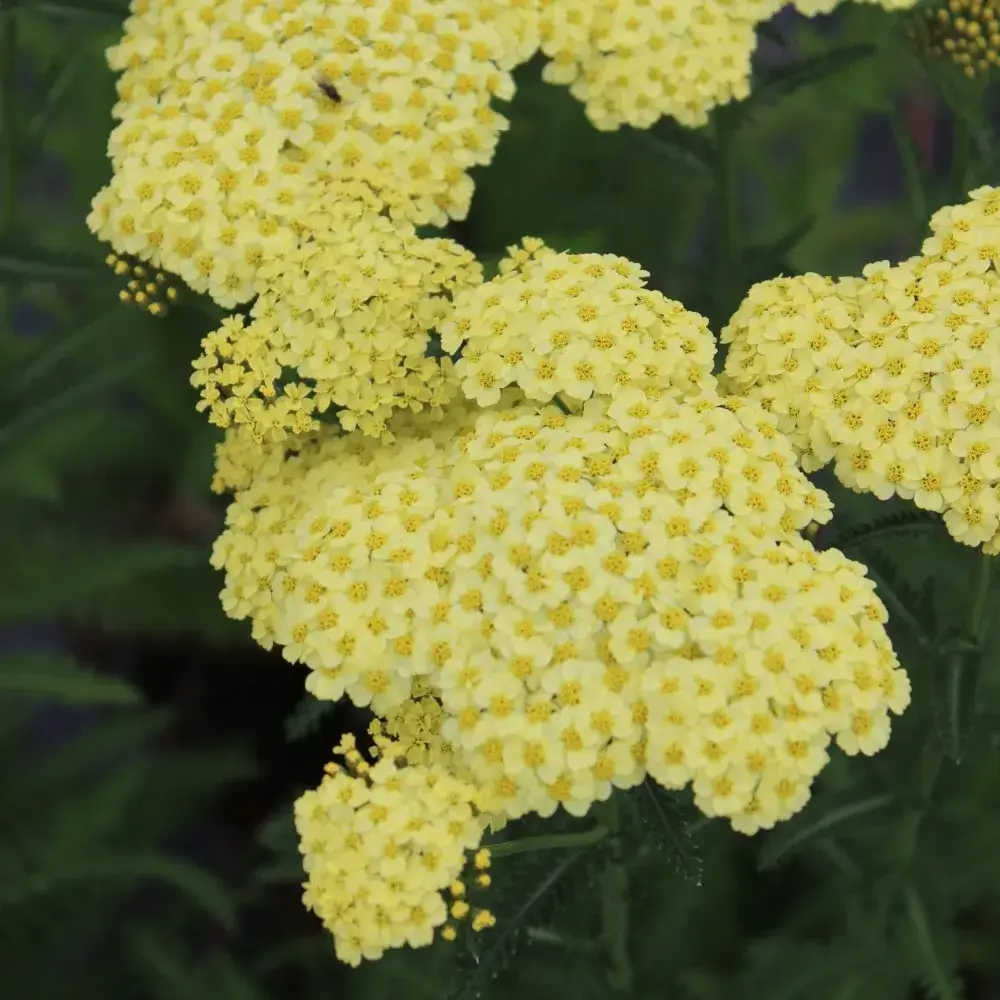 plant_by_number_sunny_seduction_yarrow