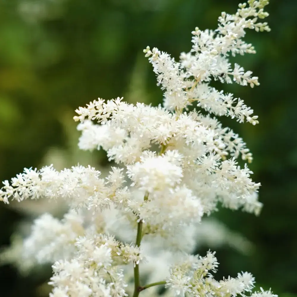 white_flowers_visions_in_white_astilbe_astilbe_chinensis_visions_in_white_plant_by_number