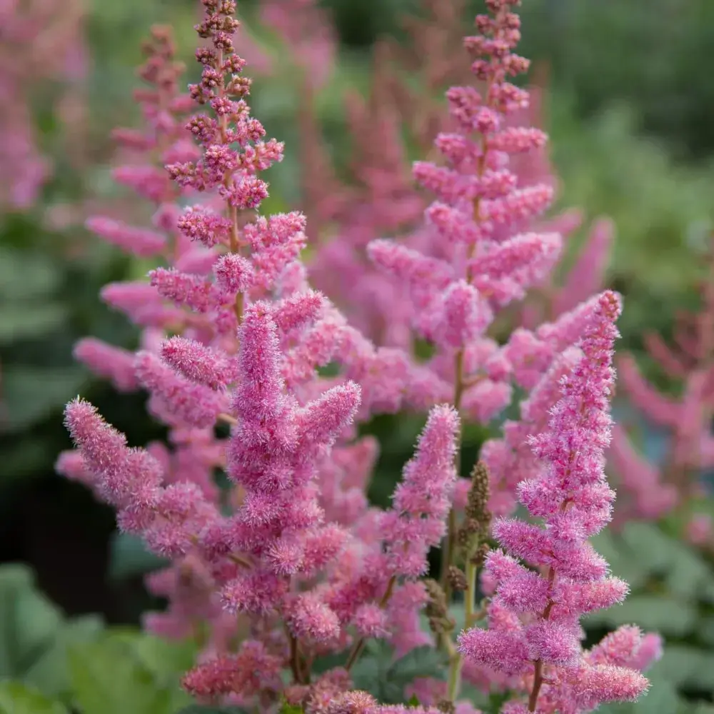 pink_flowers_visions_in_pink_astilbe_astilbe_chinensis_visions_in_pink_plant_by_number