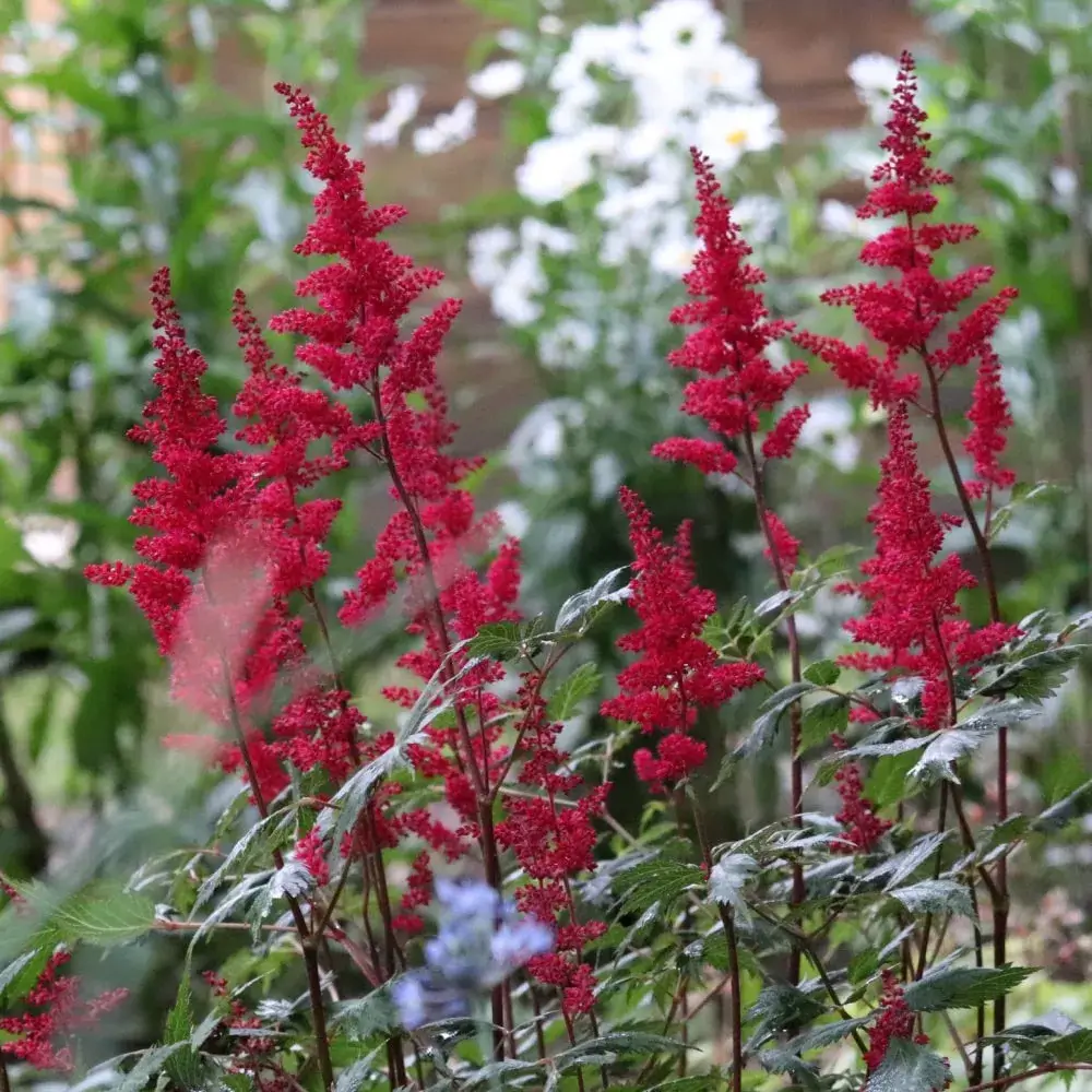 red_flowers_visions_in_red_astilbe_astilbe_chinensis_visions_in_red_plant_by_number