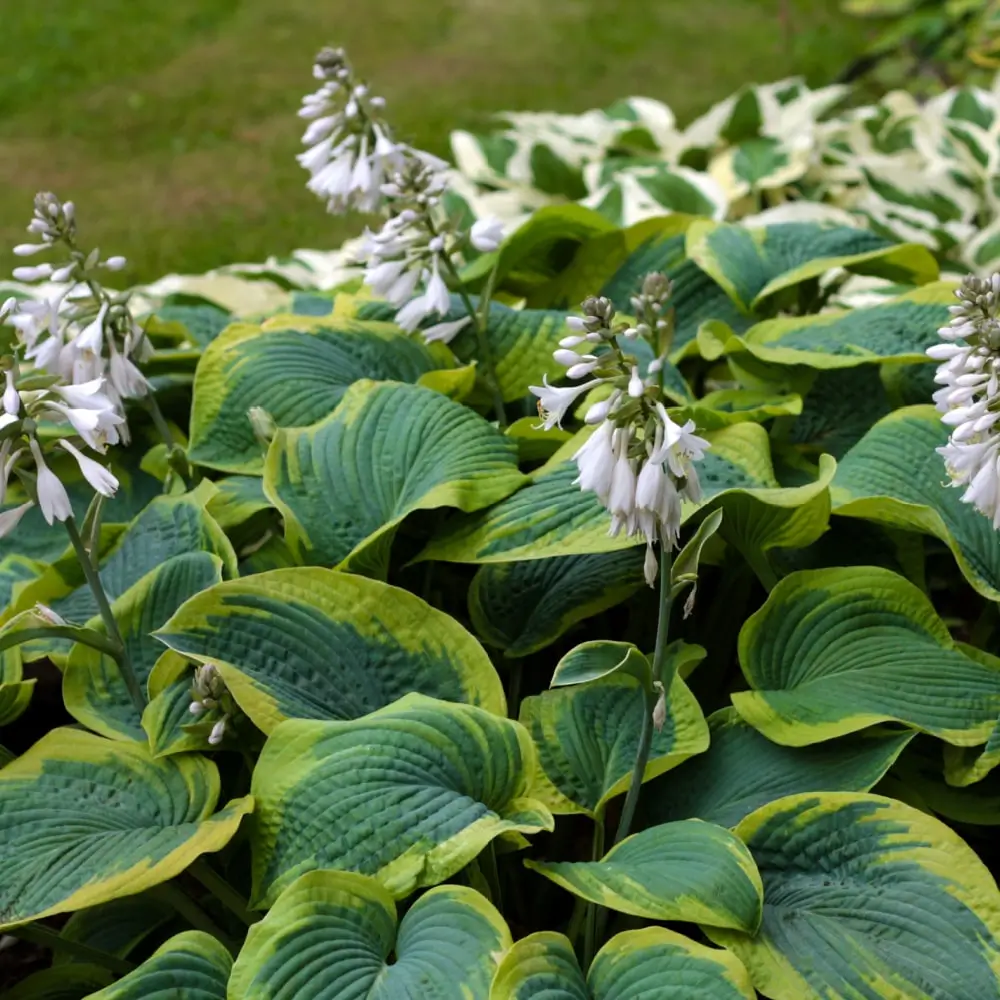 white_flowers_frances_williams_hosta_hosta_frances_williams_plant_by_number