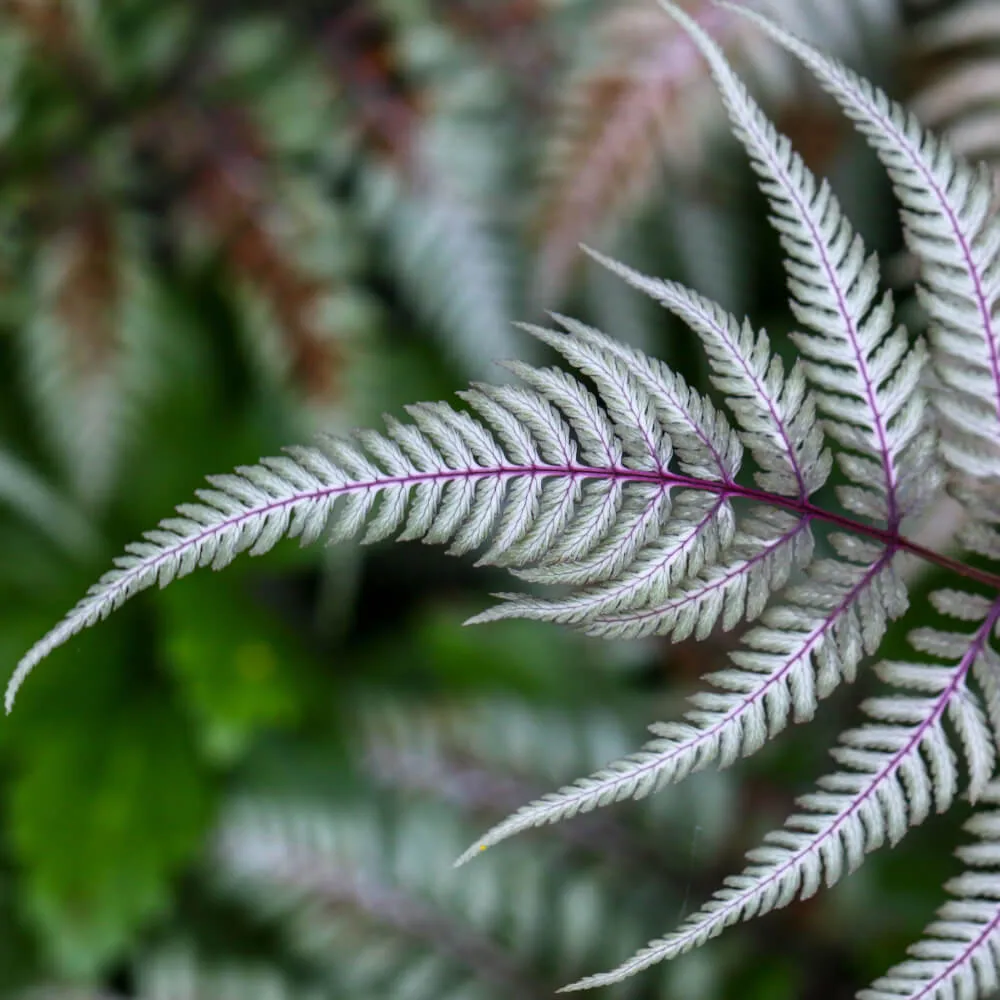 apple_court_japanese_painted_fern_dryopteris_erythrosora_plant_by_number