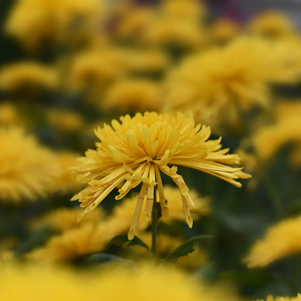 yellow_flowers_gold_star_perennial_mum_chrysanthemum_gold_star_plant_by_number