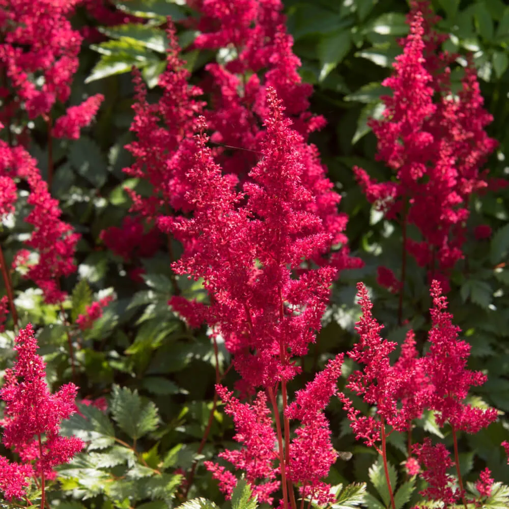 red_flowers_fanal_astilbe_astilbe_arendsii_fanal_plant by number