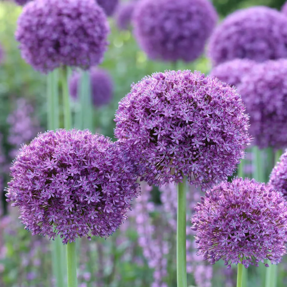 purple_flowers_blue_eddy_allium_allium_gladiator_plant_by_number