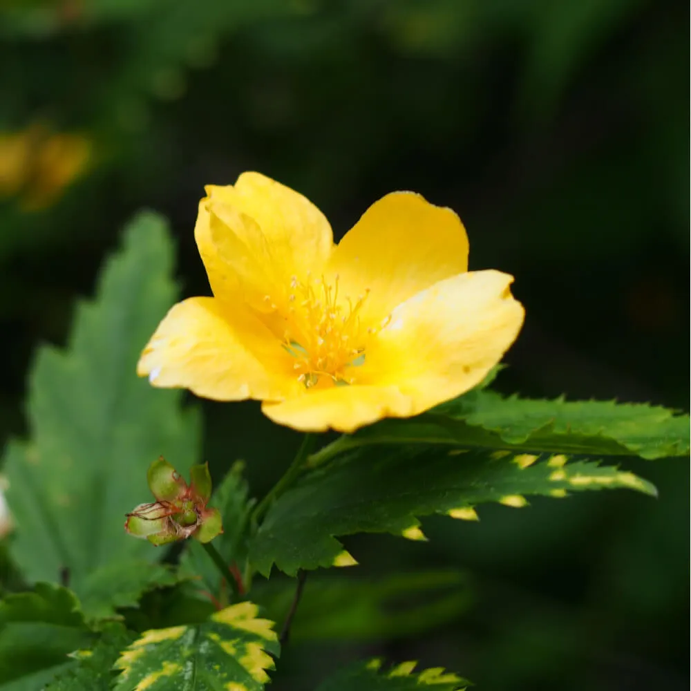 yellow_shrubs_gold_guinea_japanese_kerria_kerria_japonica _gold_guinea_plant_by_number