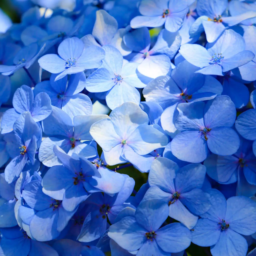 blue_hydrangeas_lets_dance_blue_jangles_hydrangea _hydrangea_macrophylla_lets_dance_blue_jangles'_plant_by_number