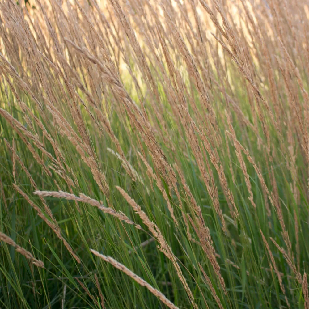 overdam_feather_reed_grass_calamagrostis_x_acutiflora_overdam_plant_by_number