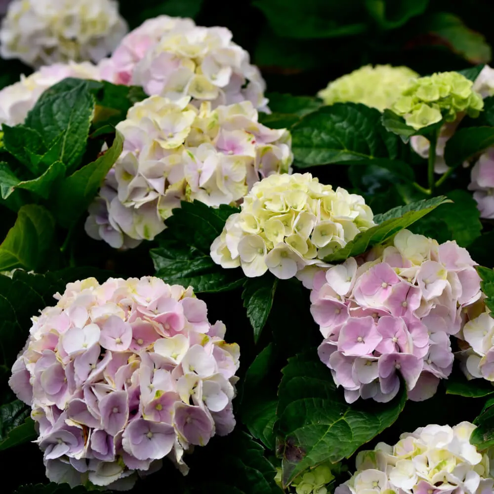 blue_hydrangeas_seaside_serenade_bar_harbor_hydrangea_hydrangea_arborescens_seaside_serenade_bar_harbor_plant_by_number