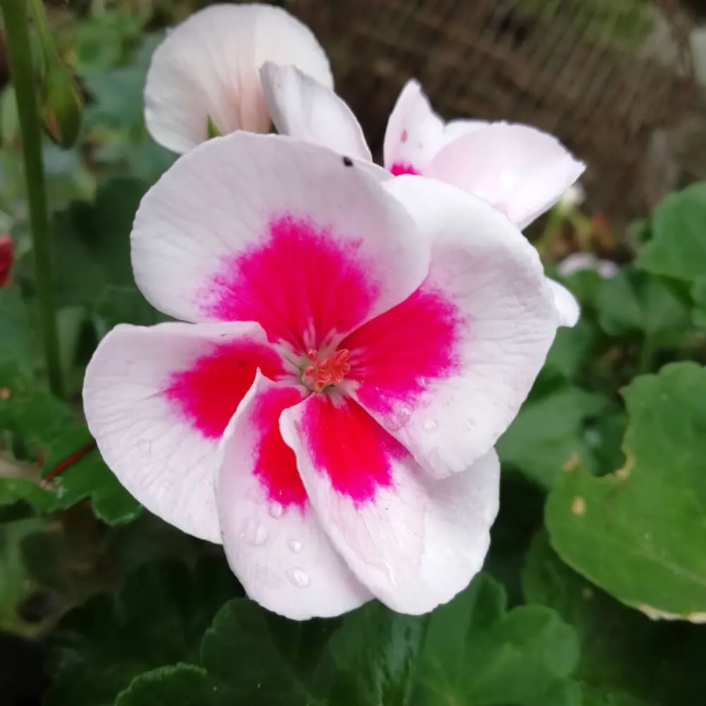 white_flowers_americana_white_splash_zonal_geranium_fantasia_zonal_geranium_pelargonium_×_hortorum_americana_white_splash_plant_by_number