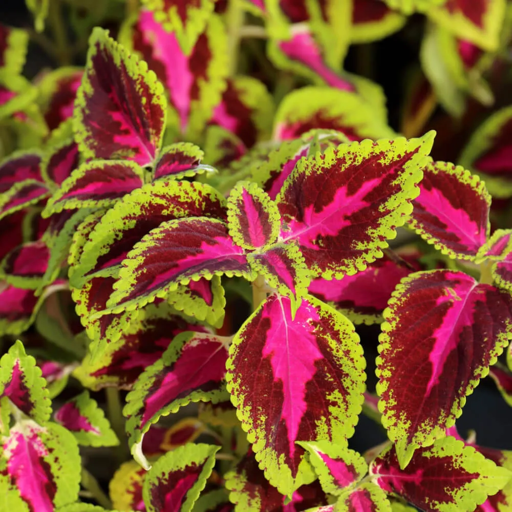 purple_flowers_colorblaze_dipt_in_wine_coleus_flamethrower_coleus_solenostemon_scutellarioides_colorblaze_dipt_in_wine_plant_by_number