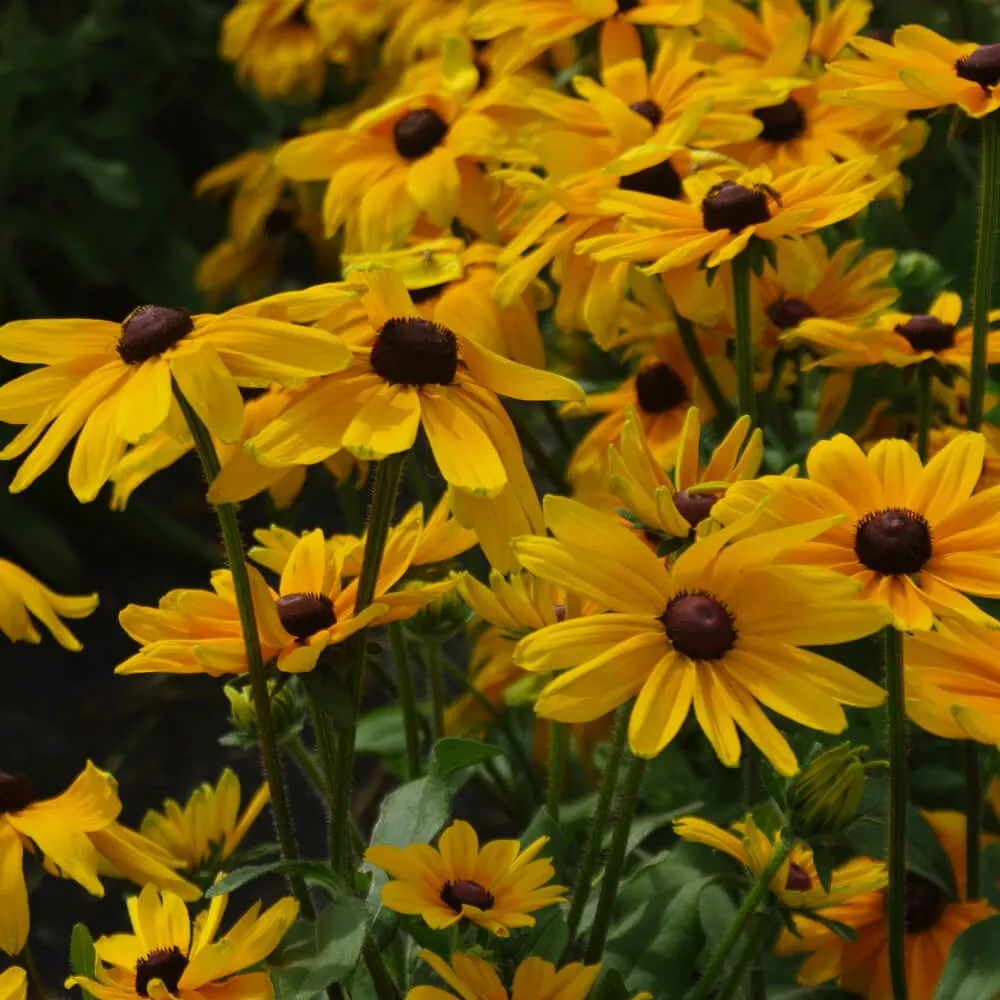 yellow_flowers_early_bird_gold_gloriosa_daisy_rudbeckia_early_bird_gold_plant_by_number
